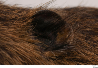 Nutria ear 0001.jpg